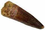 Fossil Spinosaurus Tooth - Real Dinosaur Tooth #354795-1